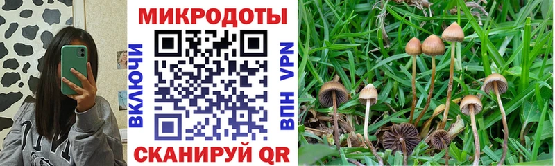 Псилоцибиновые грибы Psilocybine cubensis Сальск